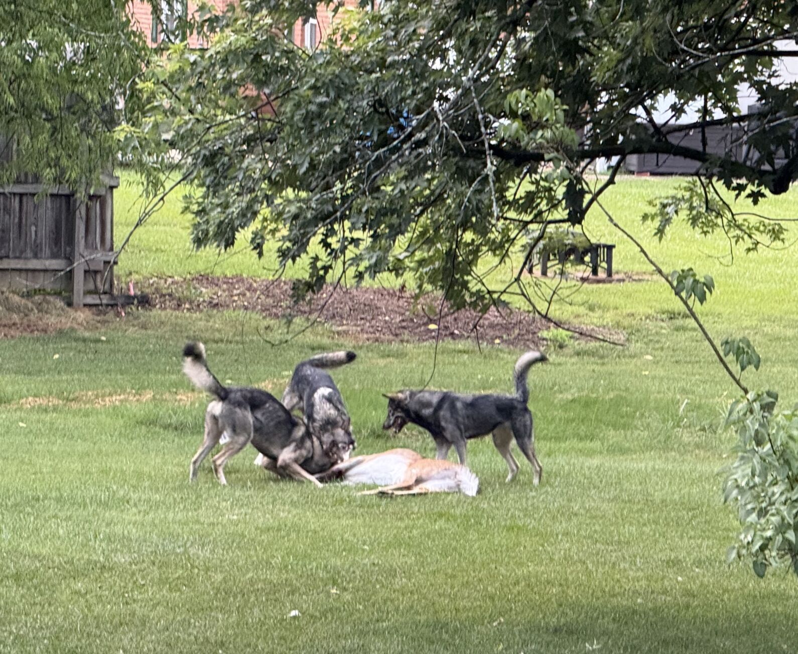 3 wolf hybrids attack deer in deyerle